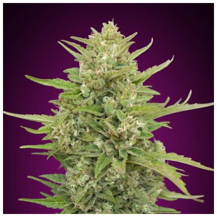 Semillas Auto Super Skunk - 00 Seeds