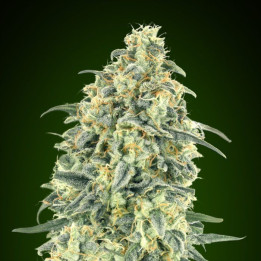 Semillas Auto White Widow XXL - 00 Seeds