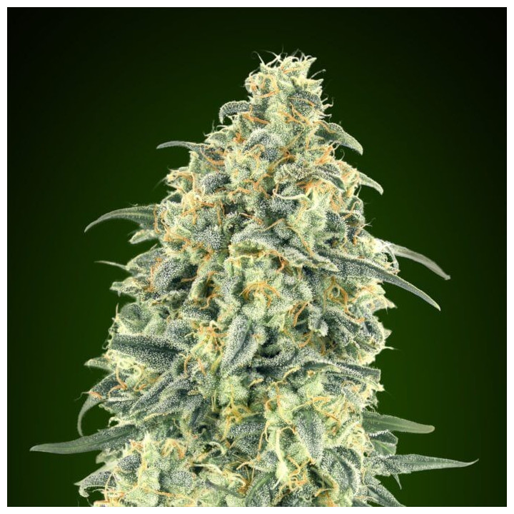 Semillas Auto White Widow XXL - 00 Seeds