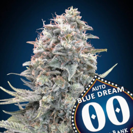 Semillas Auto Blue Dream - 00 Seeds