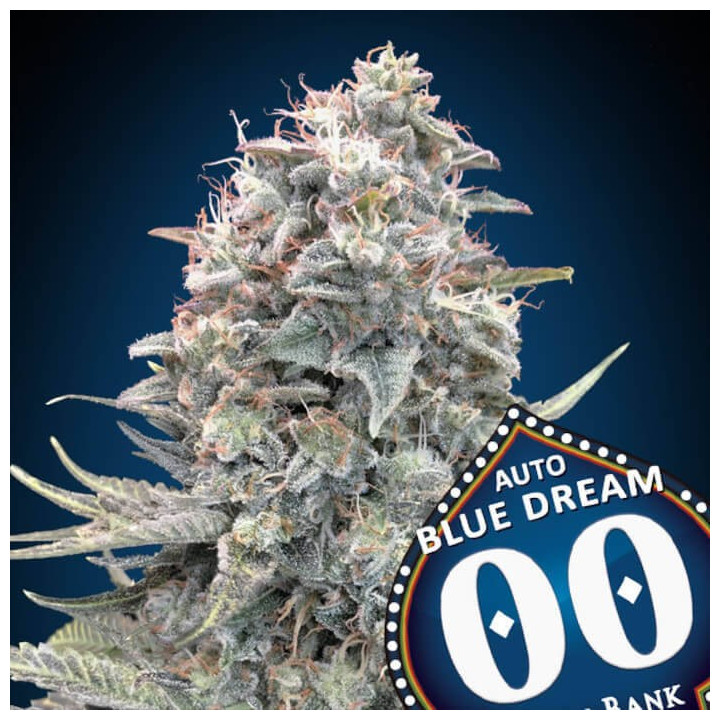 Semillas Auto Blue Dream - 00 Seeds