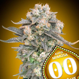 Semillas Auto Mimosa - 00 Seeds