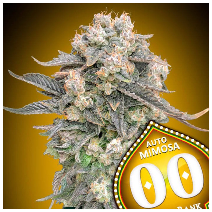 Semillas Auto Mimosa - 00 Seeds