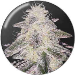 Semillas feminizadas Medical Runntz - Medical Seeds