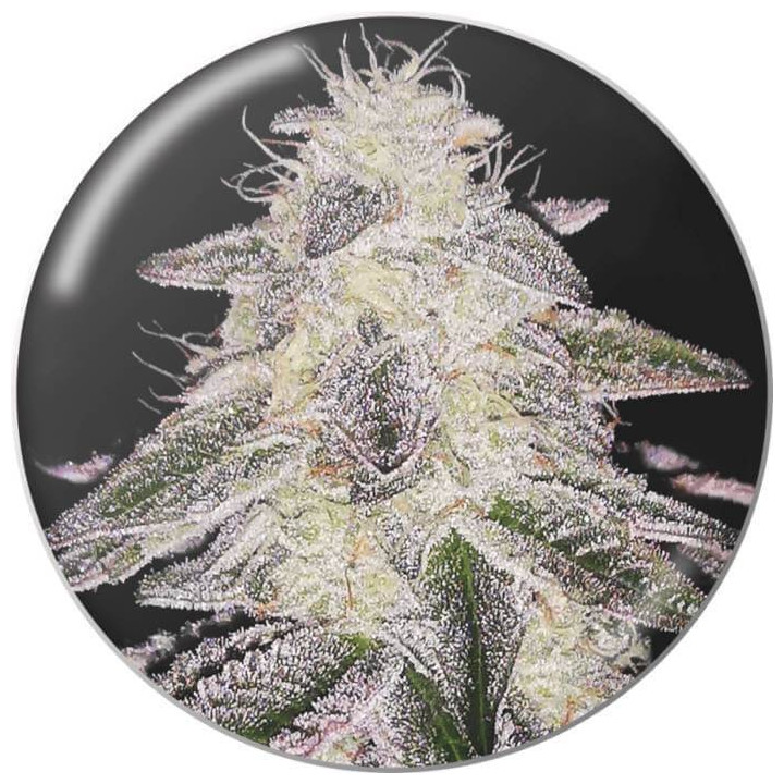 Semillas feminizadas Medical Runntz - Medical Seeds