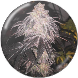 Semillas feminizadas Cookies Sherbert Auto - Medical Seeds