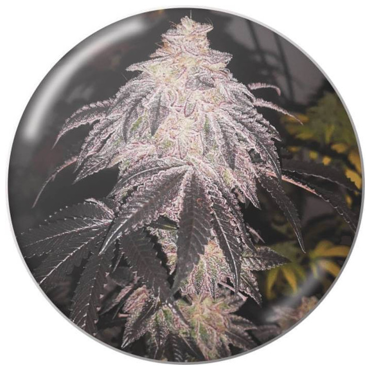 Semillas feminizadas Cookies Sherbert Auto - Medical Seeds