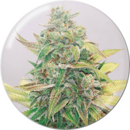 Semillas feminizadas Strawberry Cake CBD - Medical Seeds