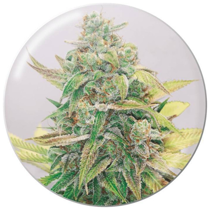 Semillas feminizadas Strawberry Cake CBD - Medical Seeds