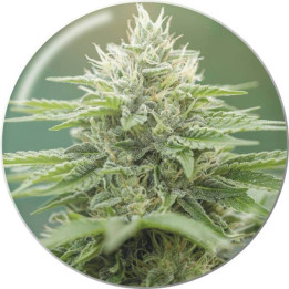 Semillas Feminizadas Eboshi CBG - Medical Seeds