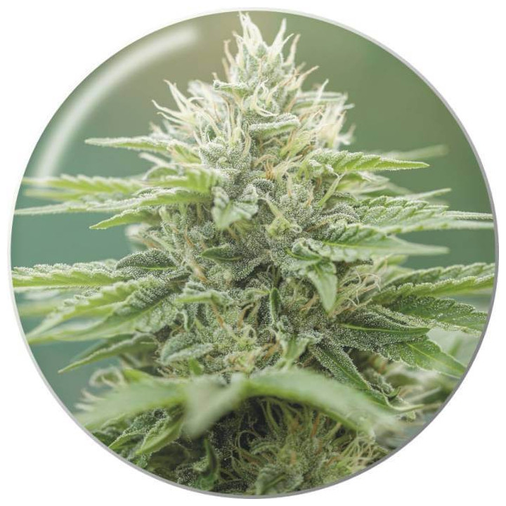 Semillas Feminizadas Eboshi CBG - Medical Seeds