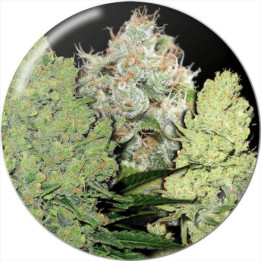 Semillas Feminizadas Colección 1 - Medical Seeds
