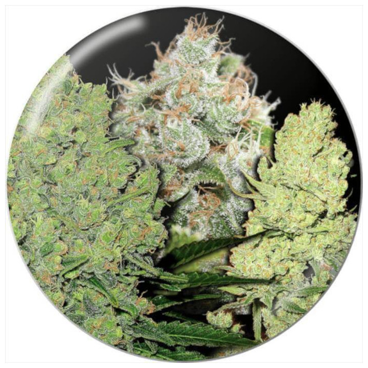 Semillas Feminizadas Colección 1 - Medical Seeds
