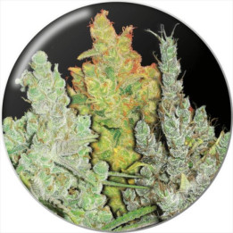 Semillas Feminizadas Colección 2 - Medical Seeds
