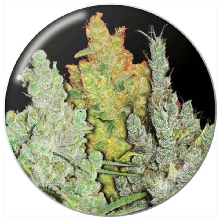Semillas Feminizadas Colección 2 - Medical Seeds