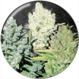 Semillas Feminizadas Colección 4 - Medical Seeds