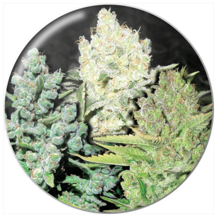 Semillas Feminizadas Colección 4 - Medical Seeds