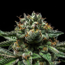 Semillas Feminizadas Chempie - Ripper Seeds