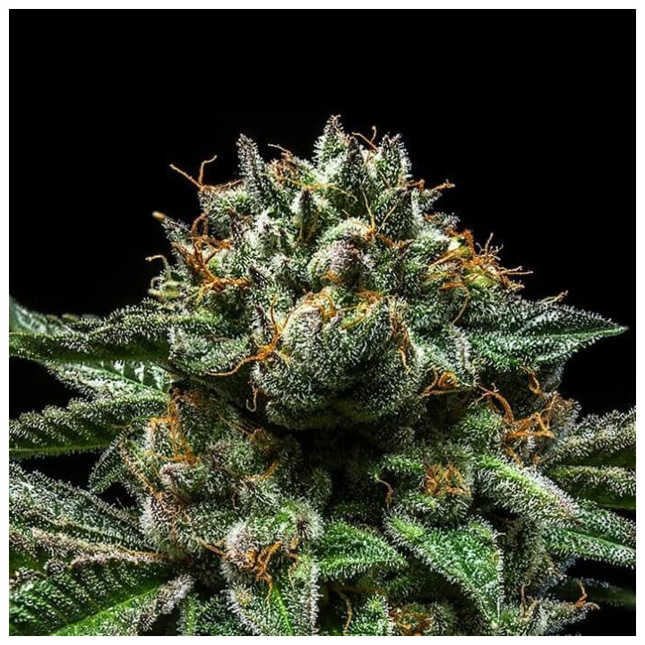 Semillas Feminizadas Chempie - Ripper Seeds