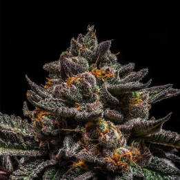 Semillas Feminizadas Brain Cake - Ripper Seeds