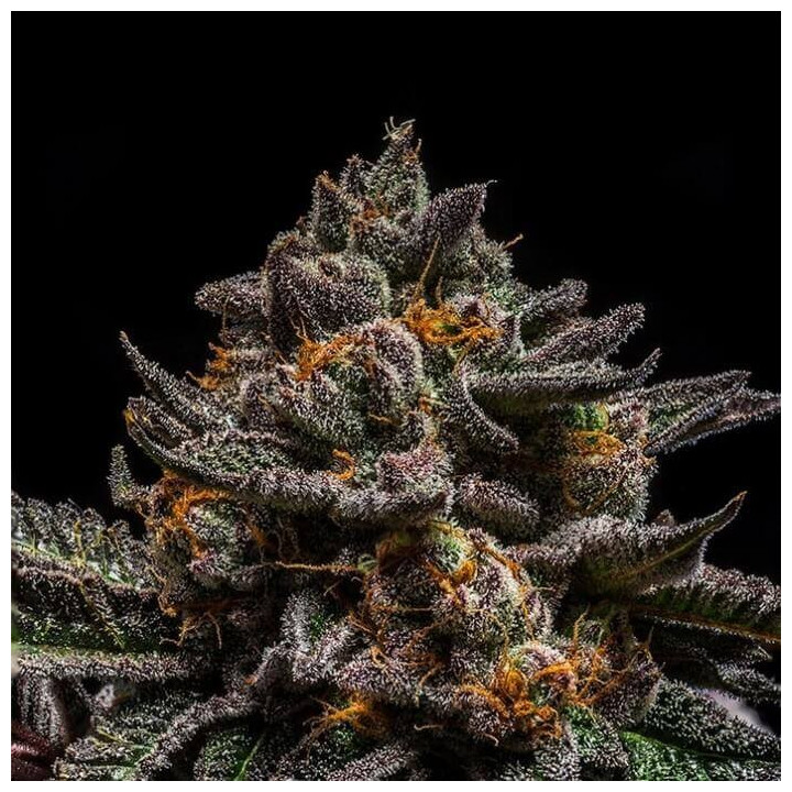 Semillas Feminizadas Brain Cake - Ripper Seeds