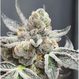 Semillas Feminizadas Break Pad Breath - Ripper Seeds