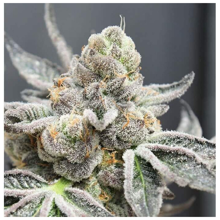 Semillas Feminizadas Break Pad Breath - Ripper Seeds