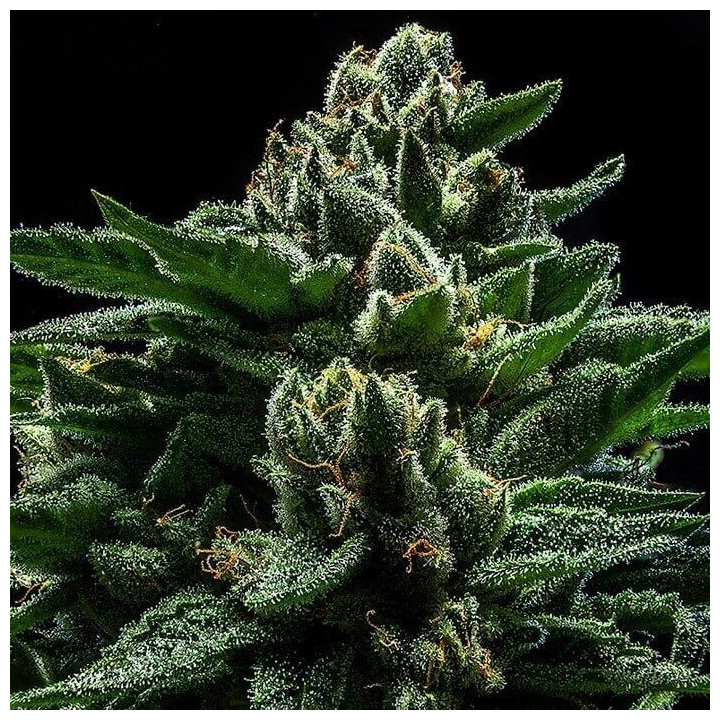 Semillas Feminizadas Do g - Ripper Seeds