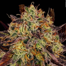 Semillas feminizadas Tangerine Sorbet - Paradise Seeds