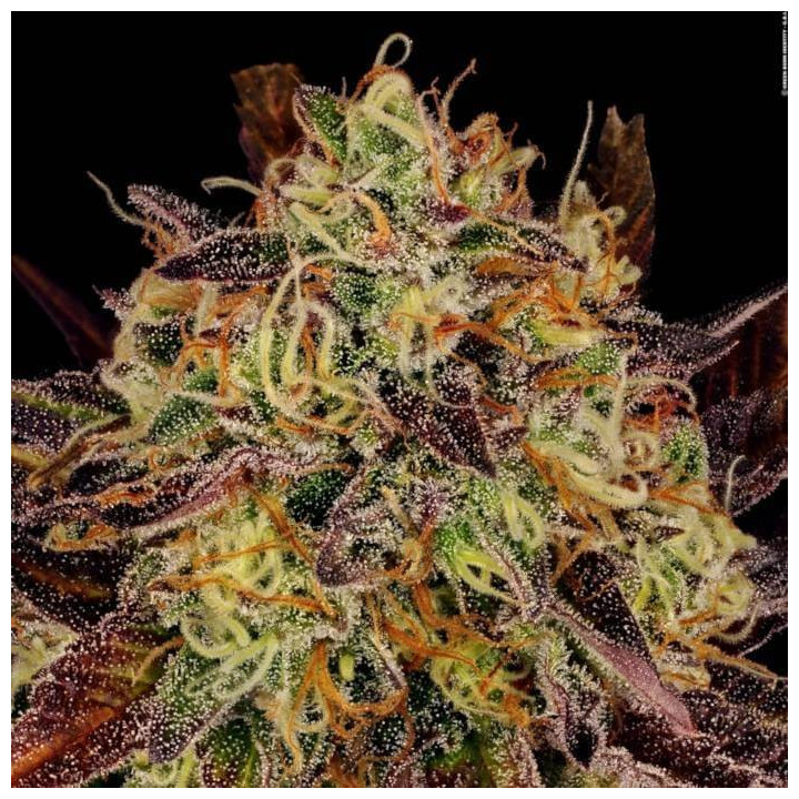 Semillas feminizadas Tangerine Sorbet - Paradise Seeds