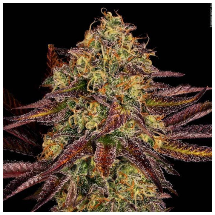 Semillas feminizadas Tangerine Sorbet 2 - Paradise Seeds