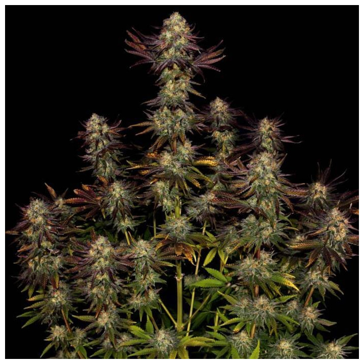 Semillas feminizadas Tangerine Sorbet 3 - Paradise Seeds