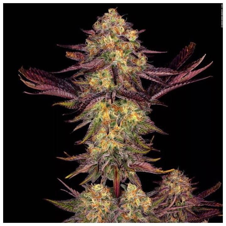 Semillas feminizadas Tangerine Sorbet 4 - Paradise Seeds