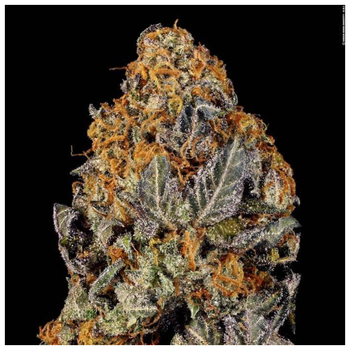 Semillas feminizadas Tangerine Sorbet 5 - Paradise Seeds