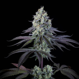 Semillas feminizadas Purple Mints - Paradise Seeds