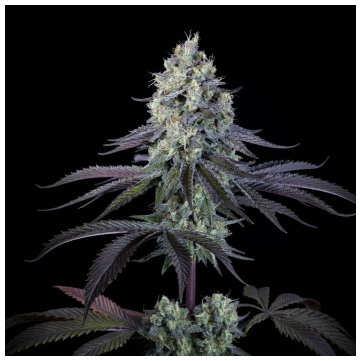 Semillas feminizadas Purple Mints - Paradise Seeds