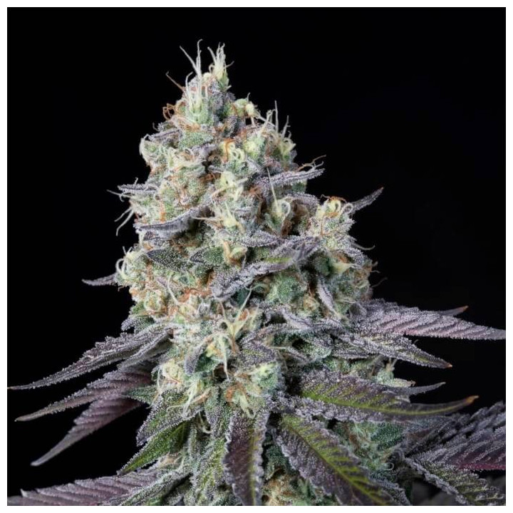 Semillas feminizadas Purple Mints 3 - Paradise Seeds