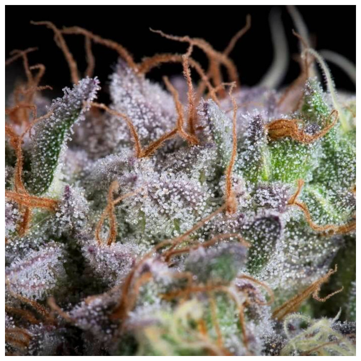 Semillas feminizadas Purple Mints 4 - Paradise Seeds