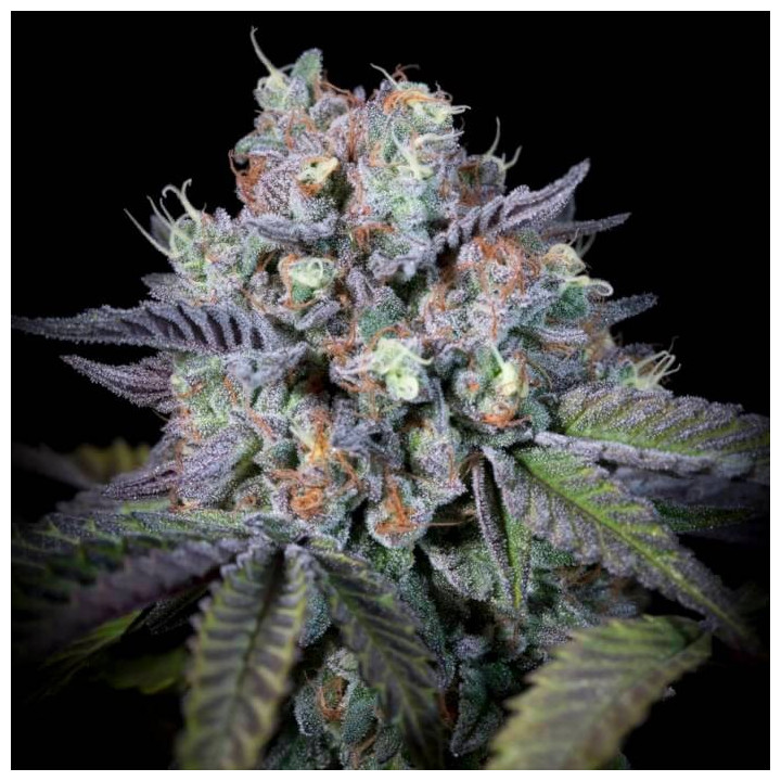 Semillas feminizadas Purple Mints 5 - Paradise Seeds