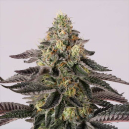 Semillas feminizadas Sunset Paradise - Paradise Seeds