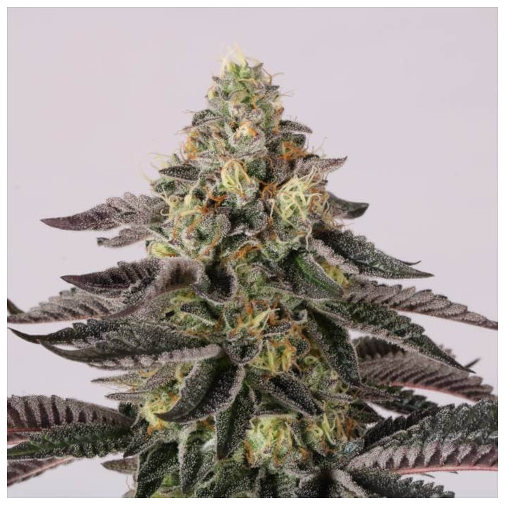 Semillas feminizadas Sunset Paradise - Paradise Seeds