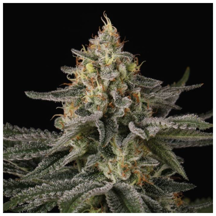 Semillas feminizadas Sunset Paradise 2 - Paradise Seeds