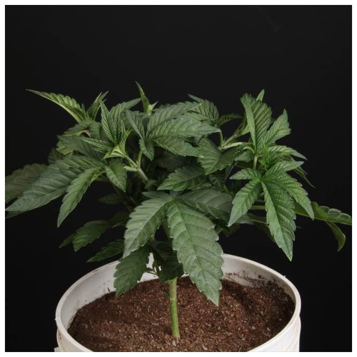 Semillas feminizadas Sunset Paradise 3 - Paradise Seeds