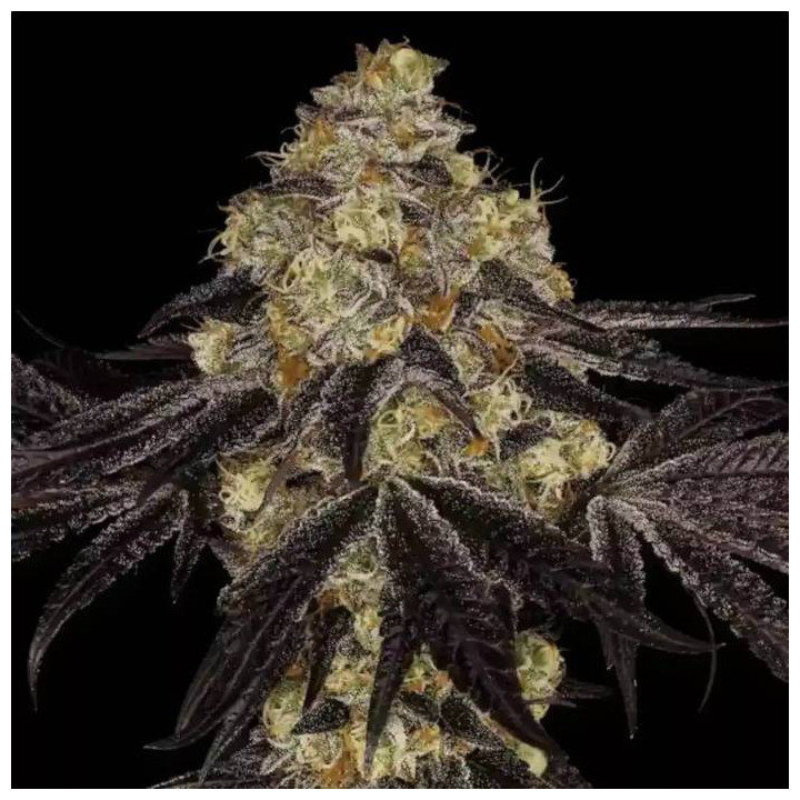 Semillas feminizadas Sunset Paradise 4 - Paradise Seeds