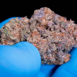 Semillas feminizadas Sweetopia - Paradise Seeds