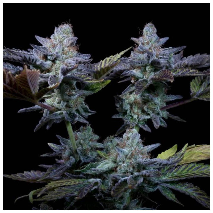 Semillas feminizadas Sweetopia 2 - Paradise Seeds