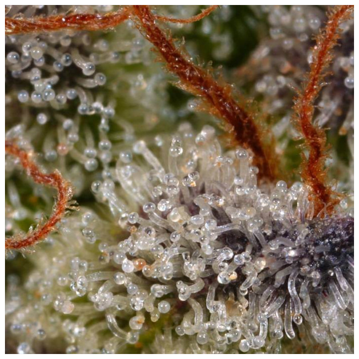 Semillas feminizadas Sweetopia 5 - Paradise Seeds