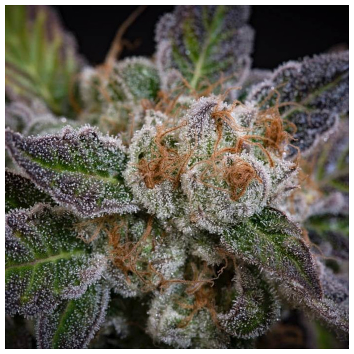 Semillas feminizadas Sweetopia 6 - Paradise Seeds