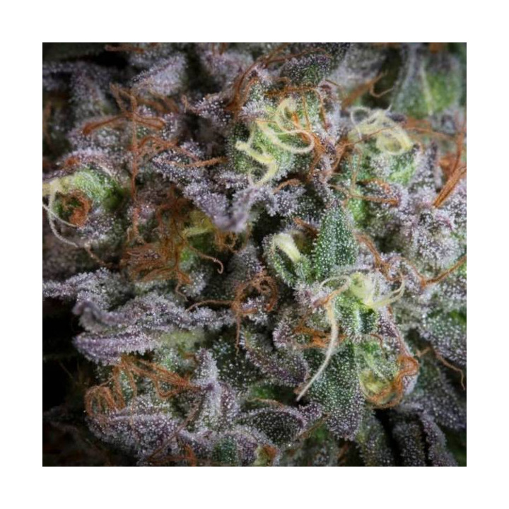 Semillas feminizadas Gulupa 2 - Paradise Seeds