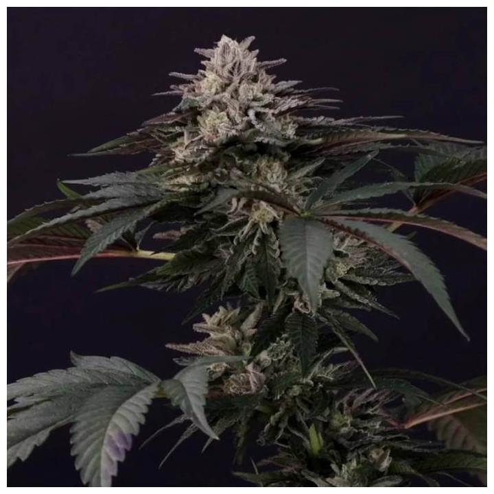 Semillas feminizadas Gulupa 3 - Paradise Seeds